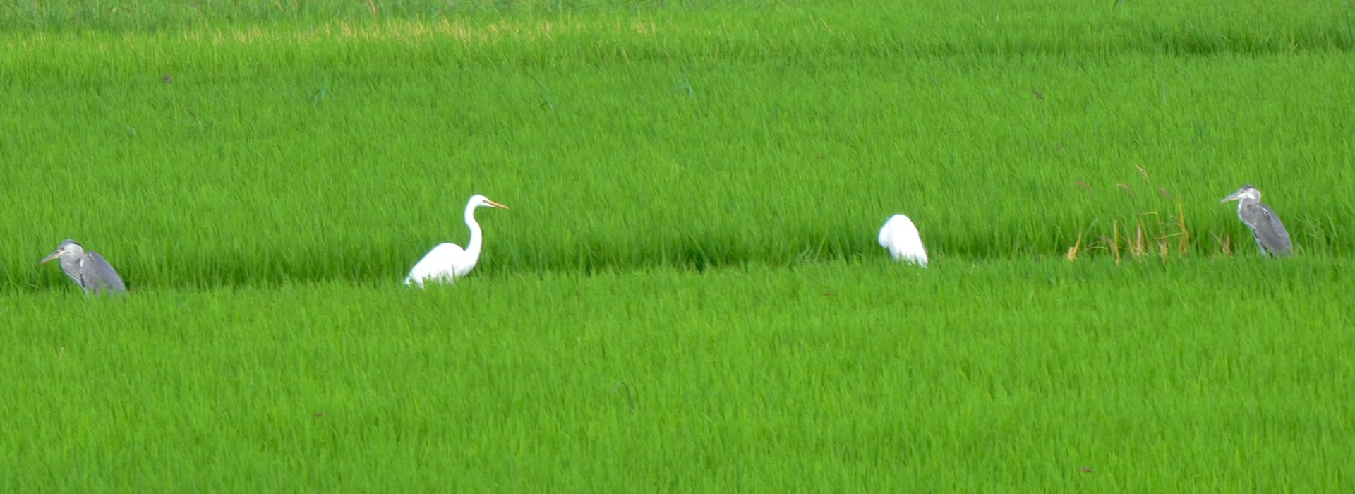 Cánh đồng lúa và đàn cò trắng